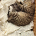 Muslin Swaddle by Avery Row at $35.99! Shop now at Nestled by Snuggle Bugz for Nursery & Decor.
